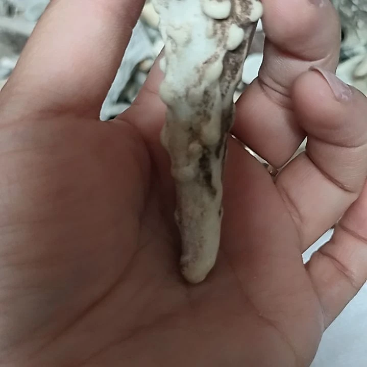 ❄**❄鹿角尖鹿角尖鹿角尖