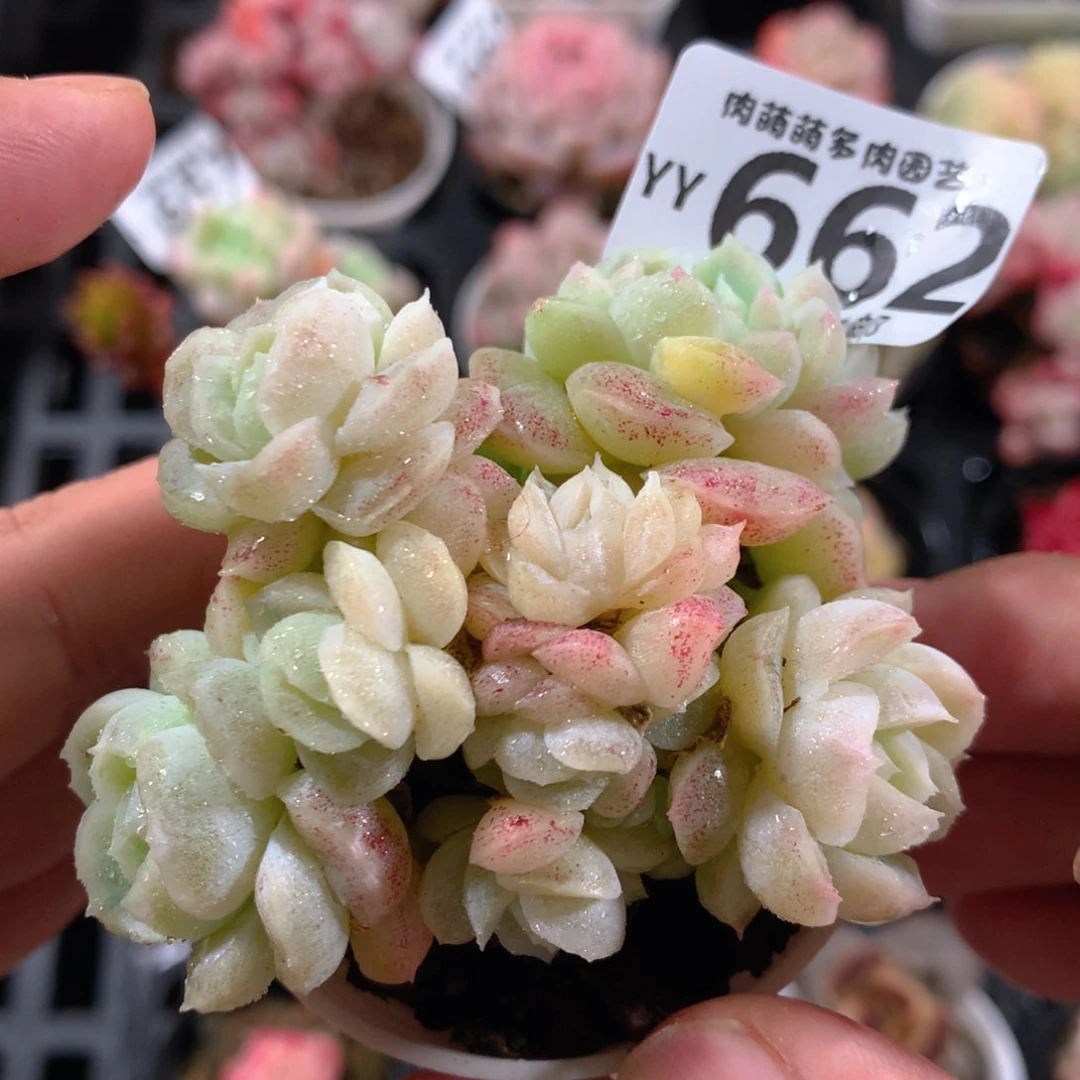 5CM拇指盆精控多肉YY662