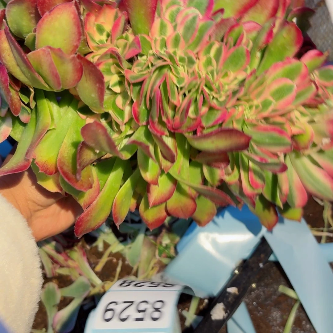 好8524 号多肉法师特价没有根