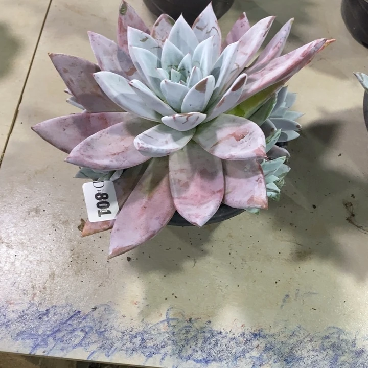 风****801粉巨人多肉植物多肉