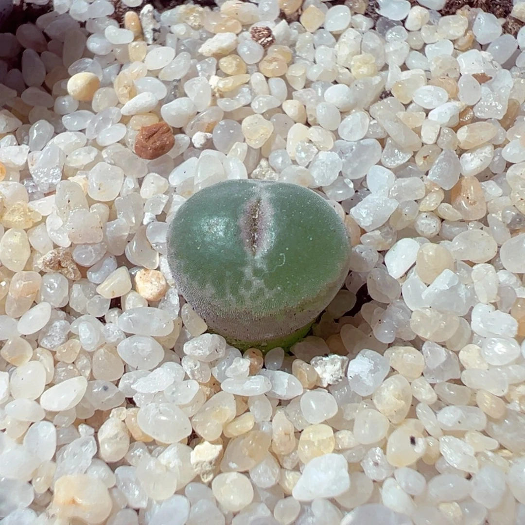 930-301多肉多肉安格尼斯