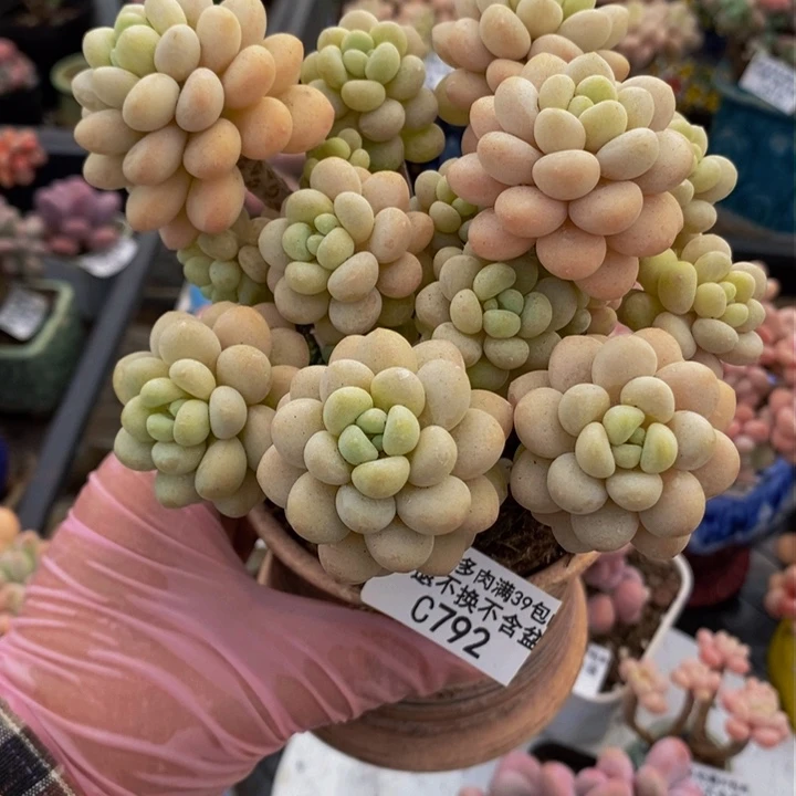 洛可可老桩10cm792多肉植物