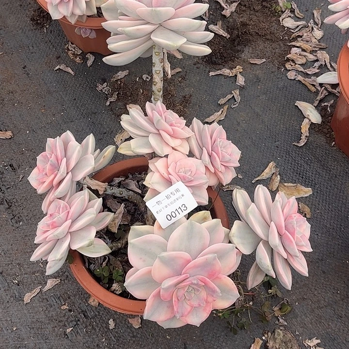 深***梦紫乐锦大群，有瑕疵。