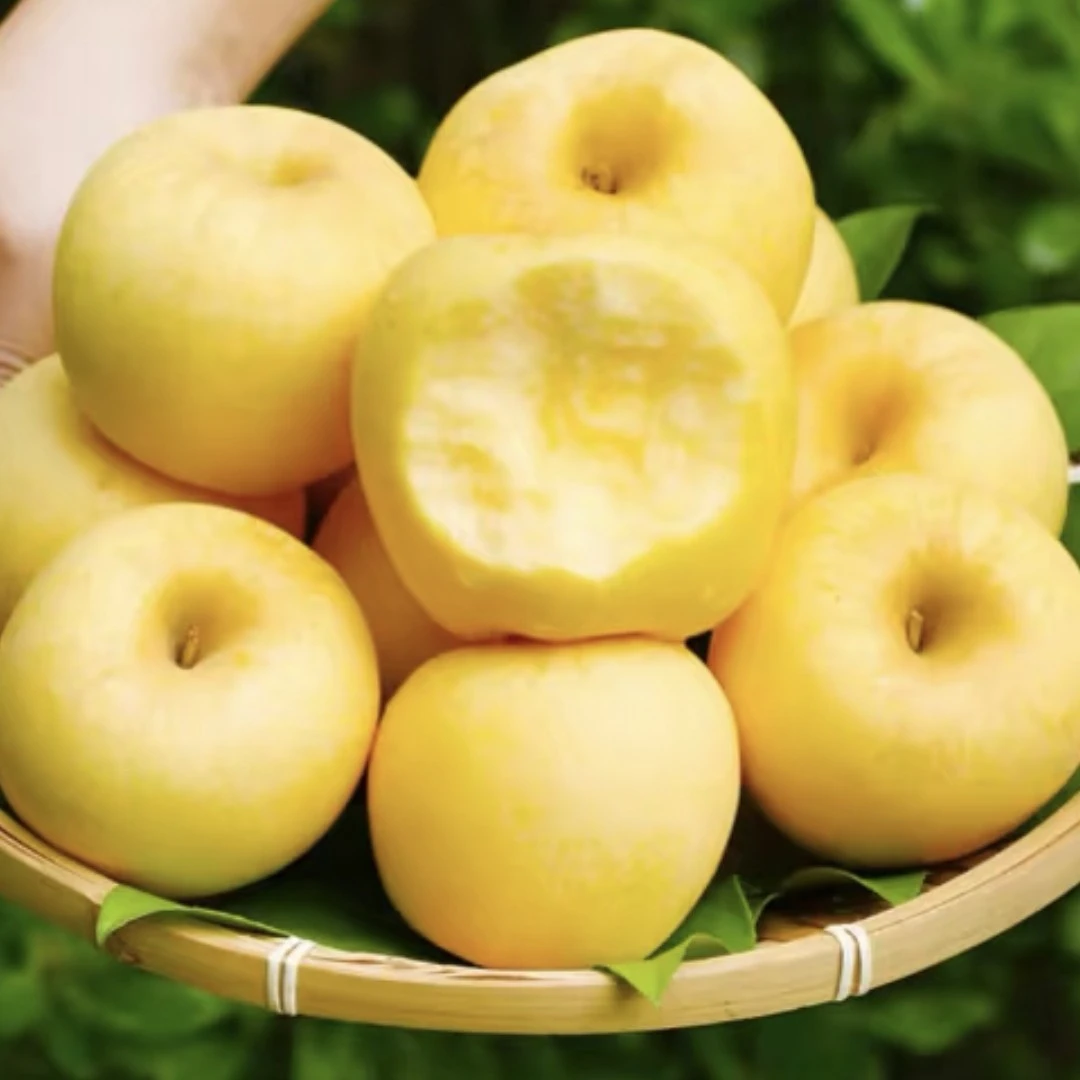 黄金维纳斯苹果 苹果届的爱马仕 甜脆天花板  沈阳京东发货