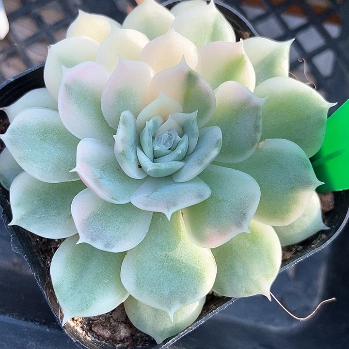 多肉植物昂斯诺锦989