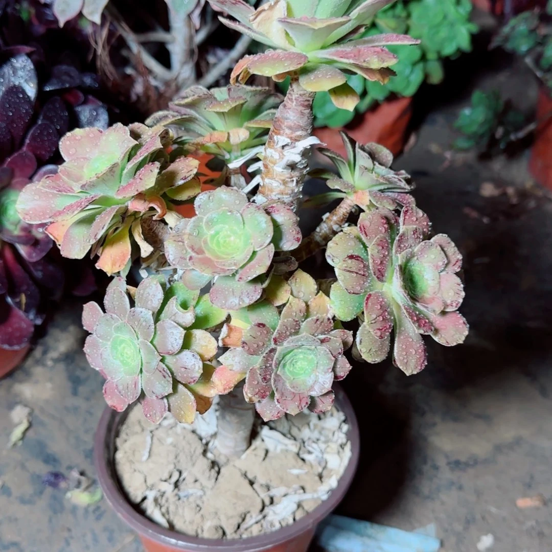 金缕多肉692满20包邮断枝不包