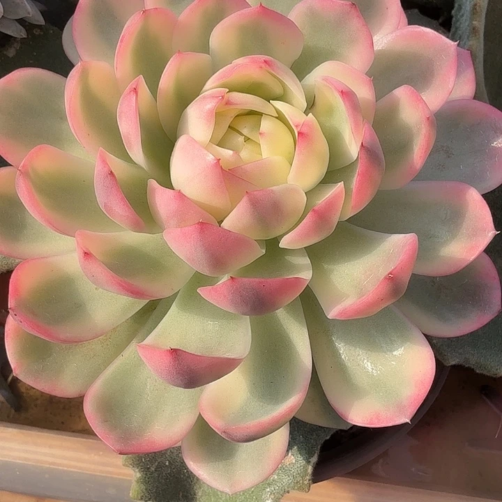 粉水晶锦多肉锦植物