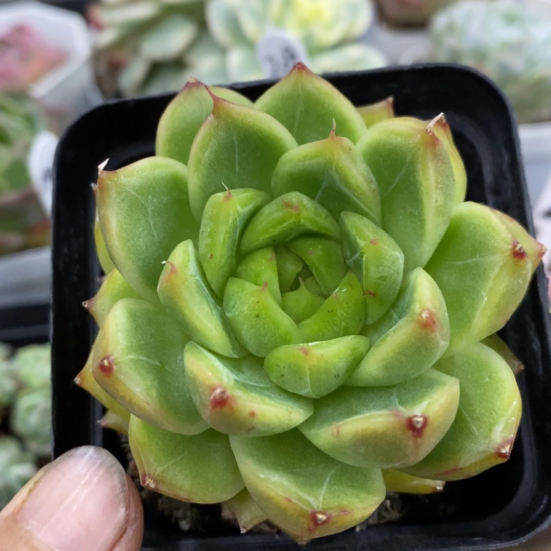 精品多肉一物一拍不包整114