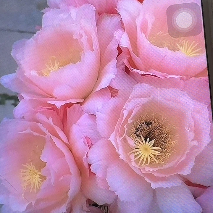 仕女侧芽5公分左右毛花柱（20包邮）