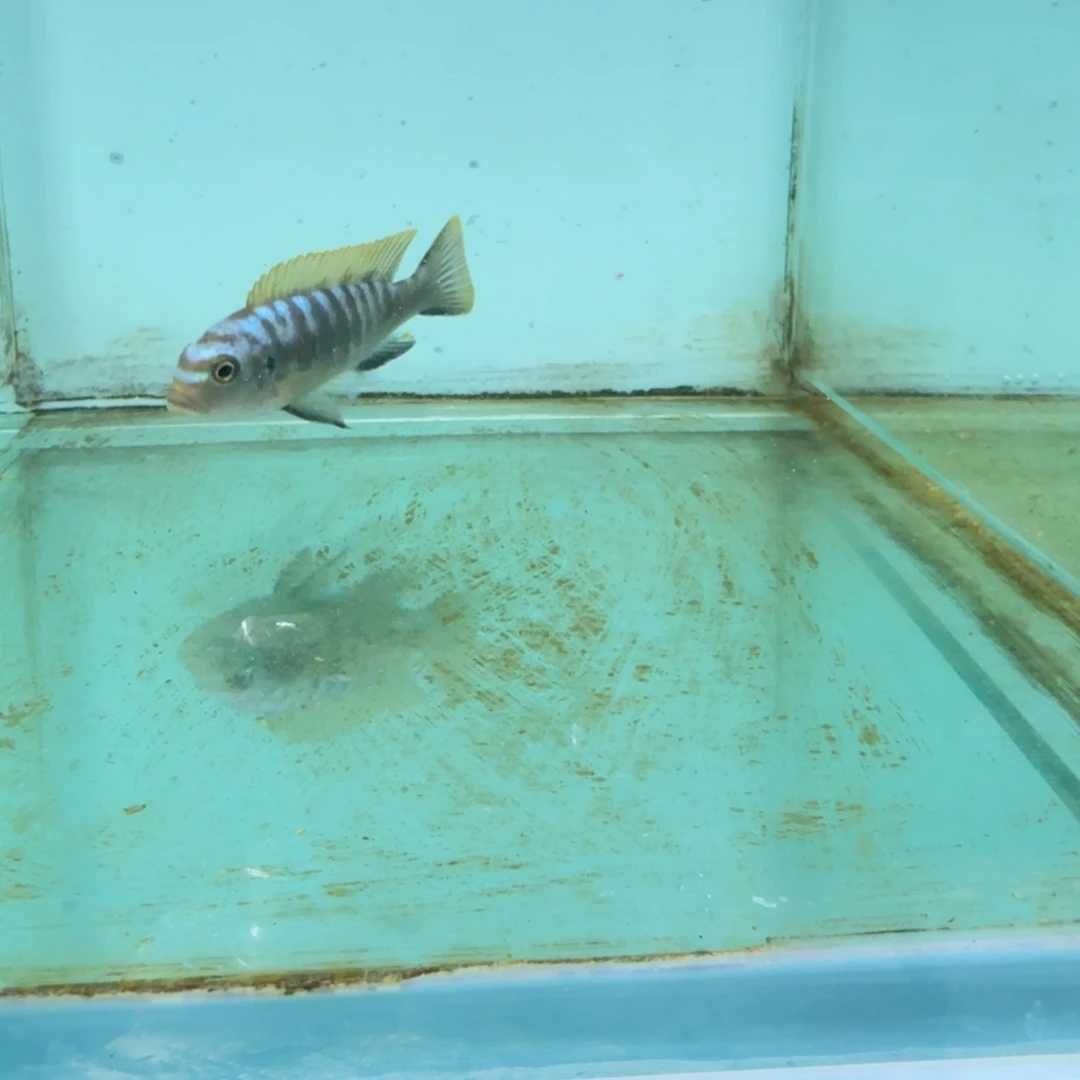 四***七海水蓬勃斑马1079。