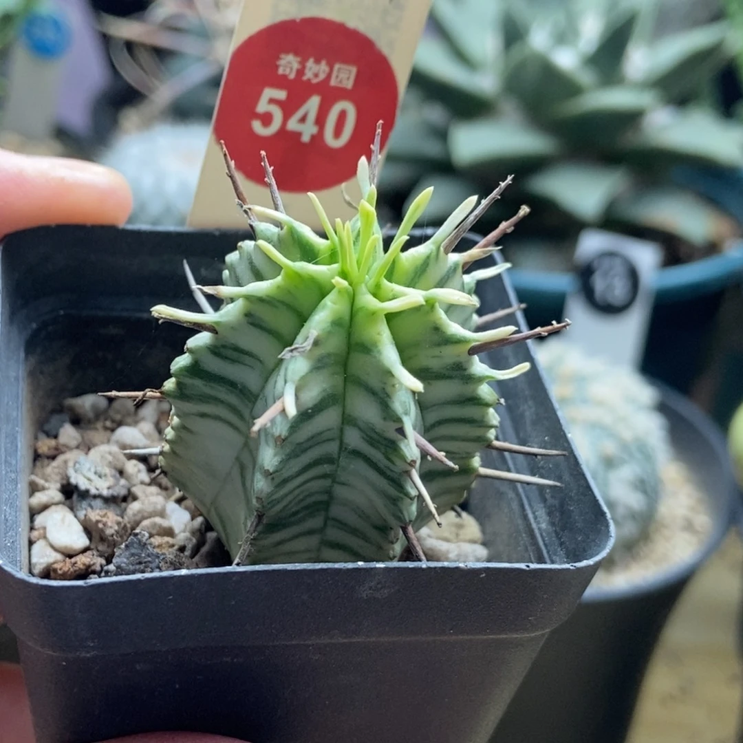 强刺斑马锦3cm一棵仙人球