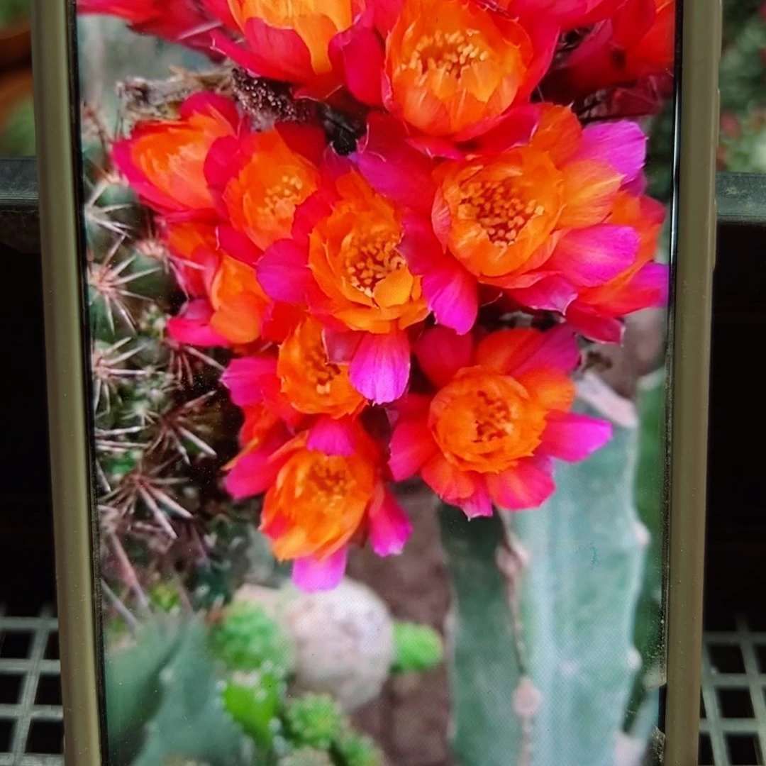 下69宝山三复色歪侧芽2公分左右20包邮