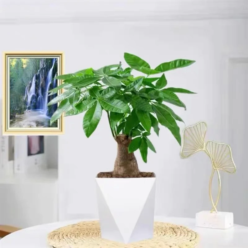 发财树室内绿植吸甲醛净化空气桌面好养四季常青原盆解压懒人绿植