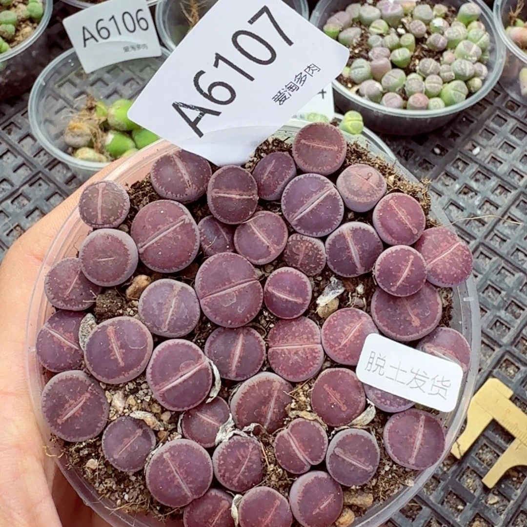 6107–生石花 生石花