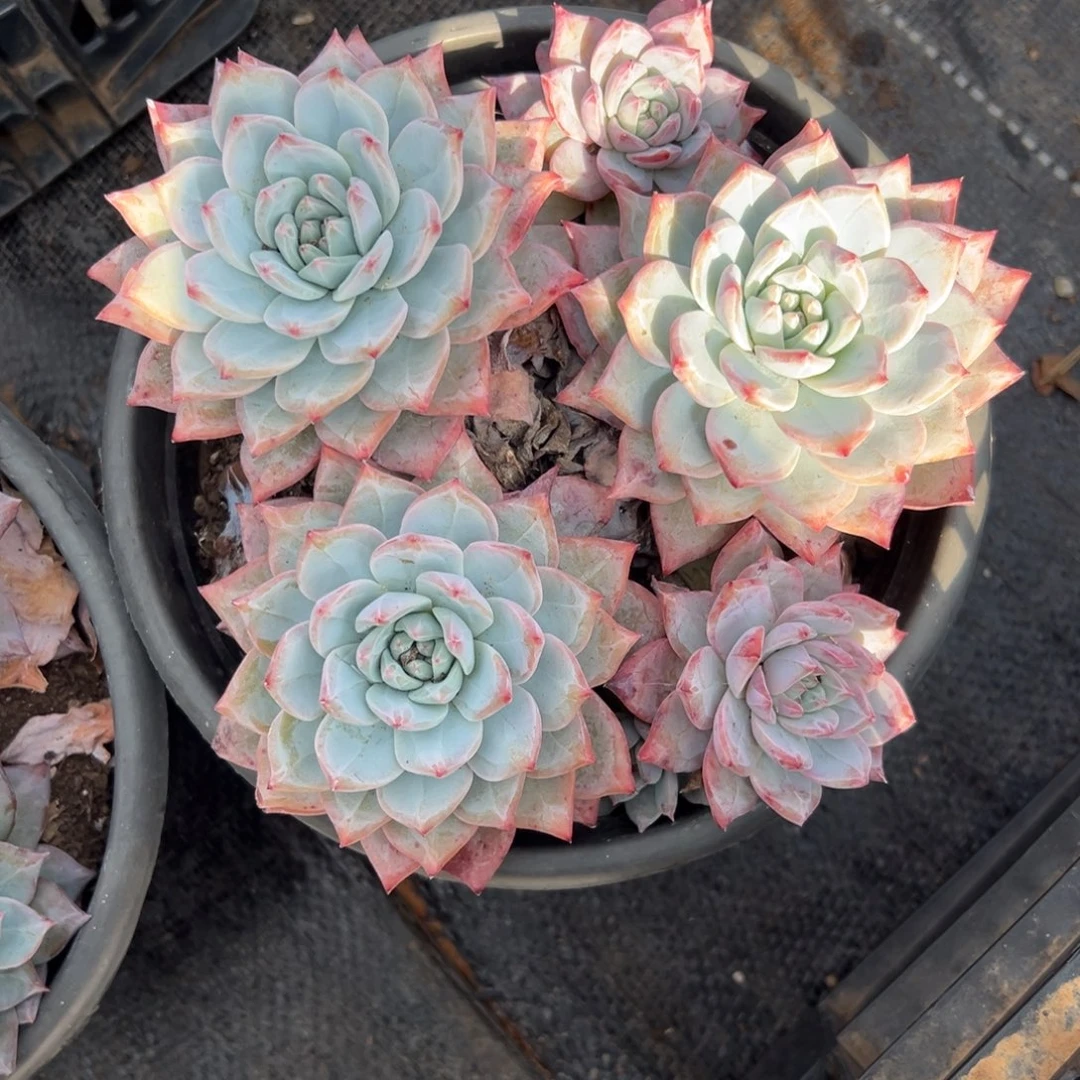 多肉植物多头粉蓝鸟