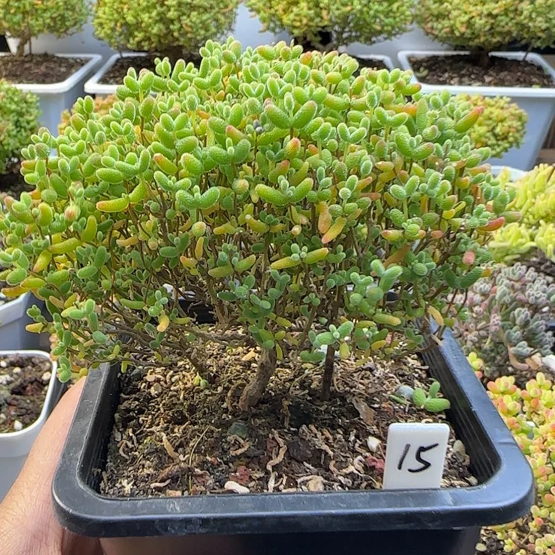 蜜橘糖球一物一拍