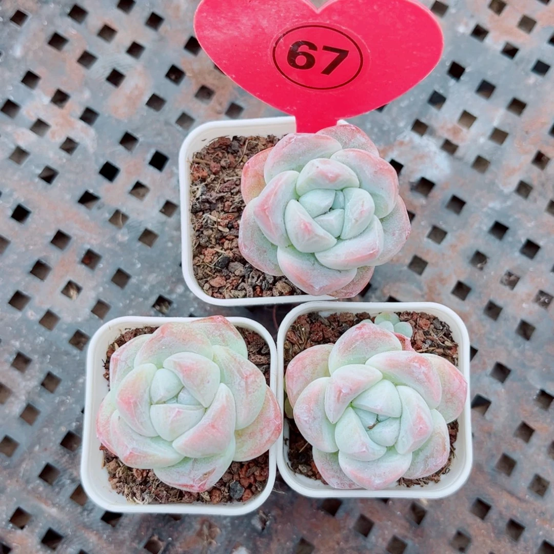 67号冰玉单头3颗组合