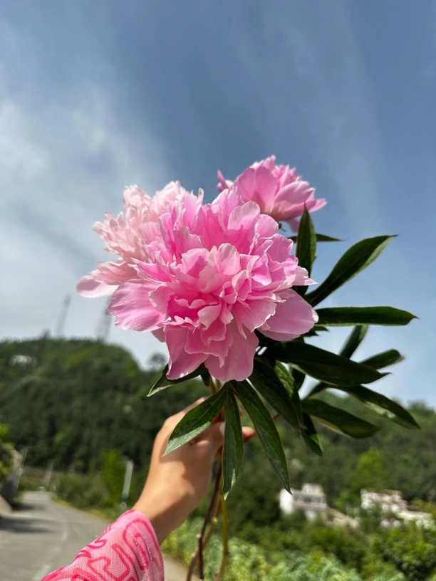 省内中通 四川重瓣芍药花（蓝梦）中江基地现摘现发