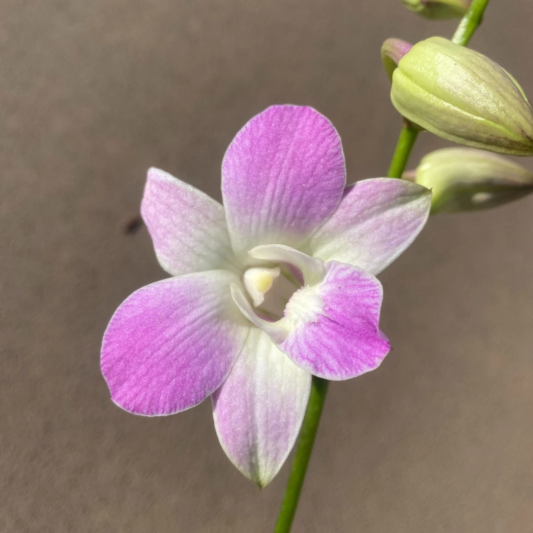 露仙石斛兰稀有品种盆栽室内外多年生仙气石斛花好养阳台秋石斛