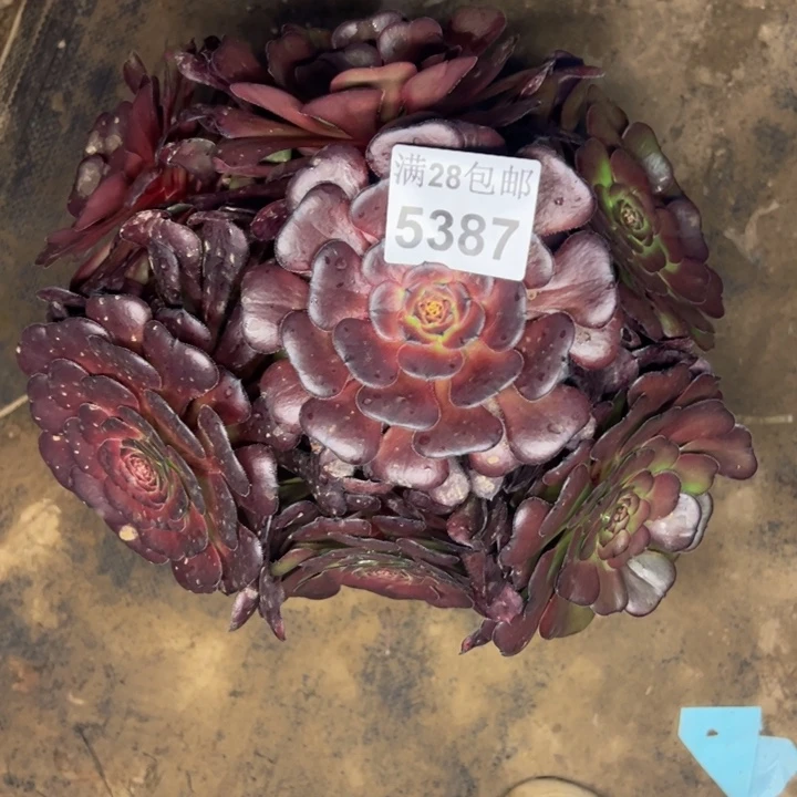 5387萝莉多肉植物