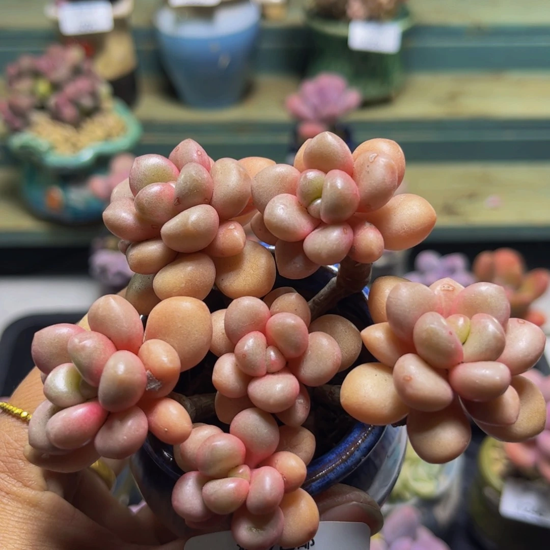 先锋派250/8cm多肉