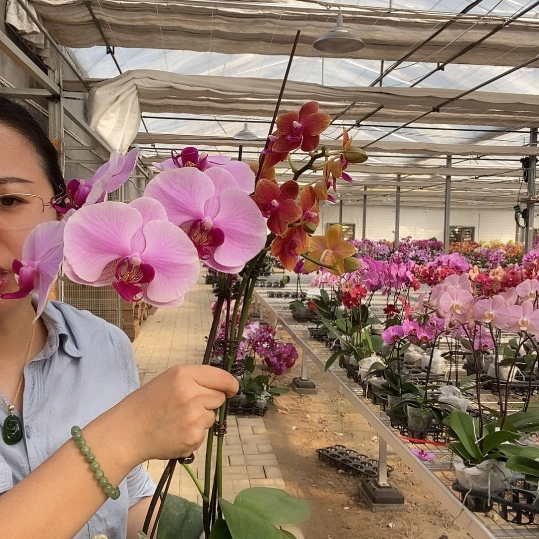 完全开放相恋，粉花紫心两颗组合