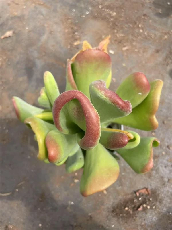 新手稀有好养火狐狸多肉老桩耐旱好养可作桌面绿植花卉盆栽