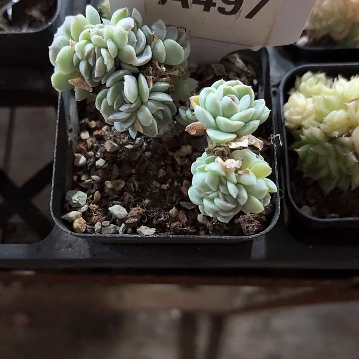 ʚ**ch x z v b j b c g 497