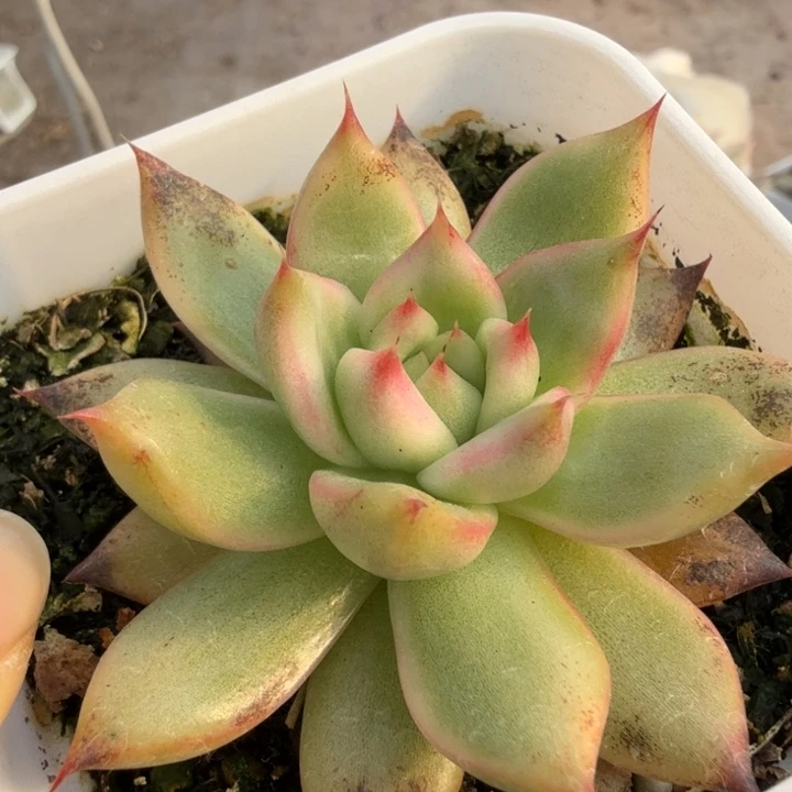 阿母斯壮锦多肉植物