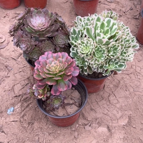 065多肉植物组合，