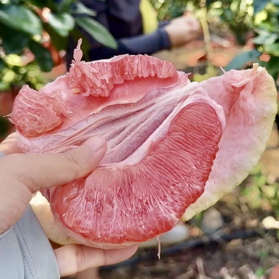 广西三红蜜柚红心柚礼盒装柚子当季新鲜水果皮薄肉厚多汁味浓郁