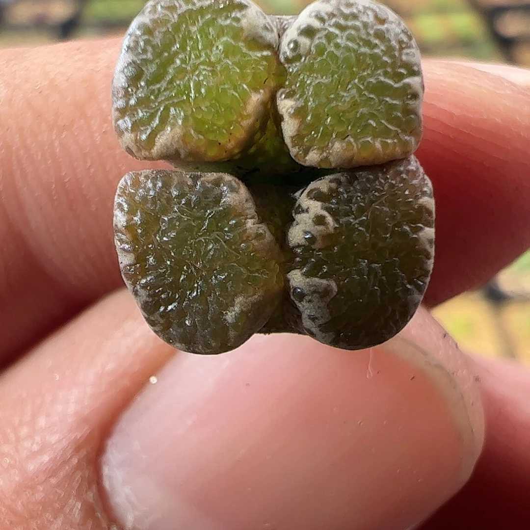 0000856 一物一拍蕾丝蝴蝶勋章