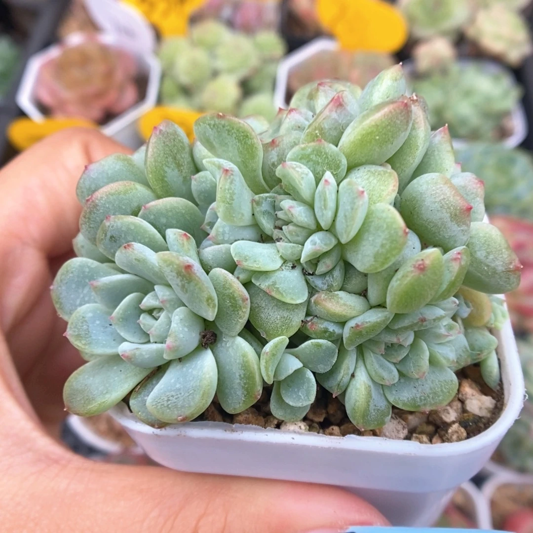 纸鸢12头群生528号。