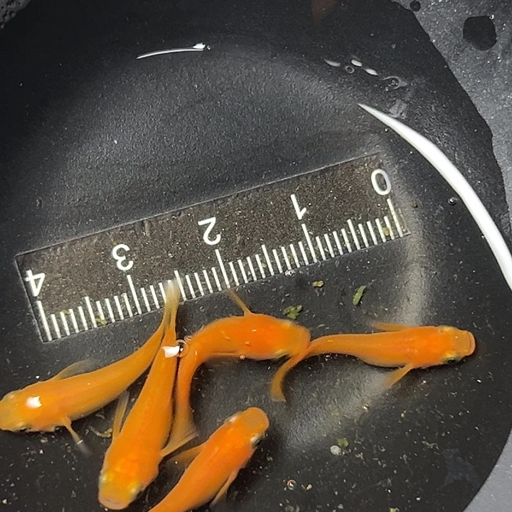 海水鱼红帝一组14号