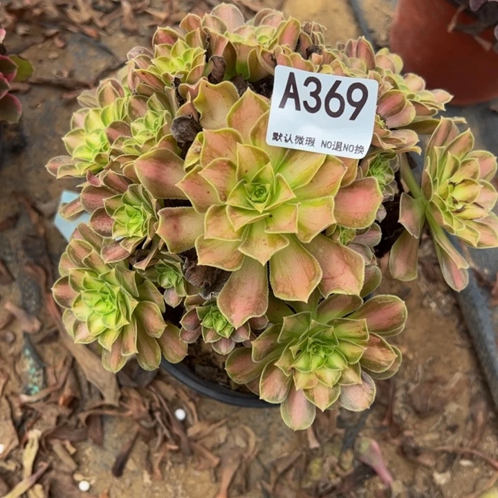 微瑕韶华多肉植物369.