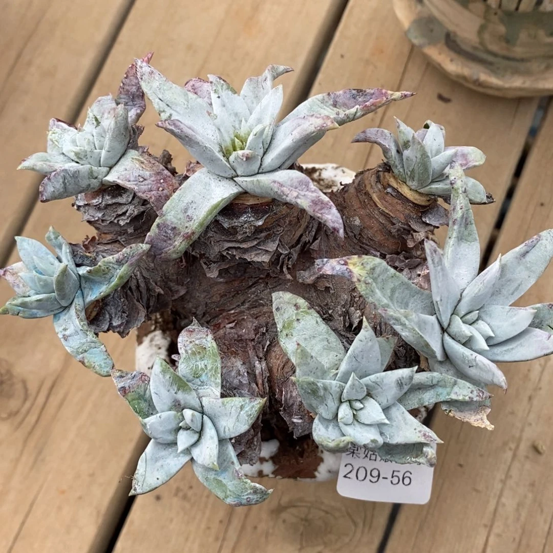 56号钻石苹果叶粗腿子