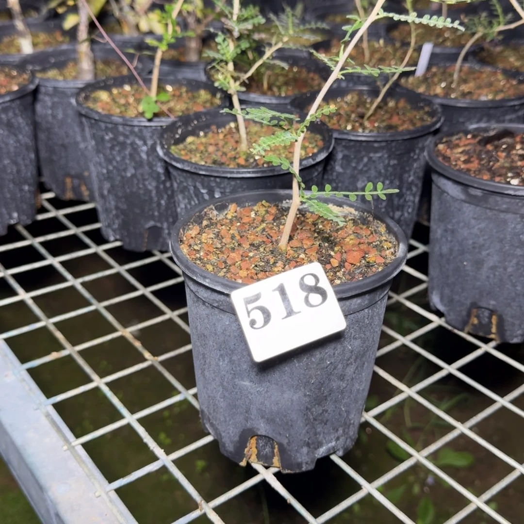 织冠漆树扦插多肉植物