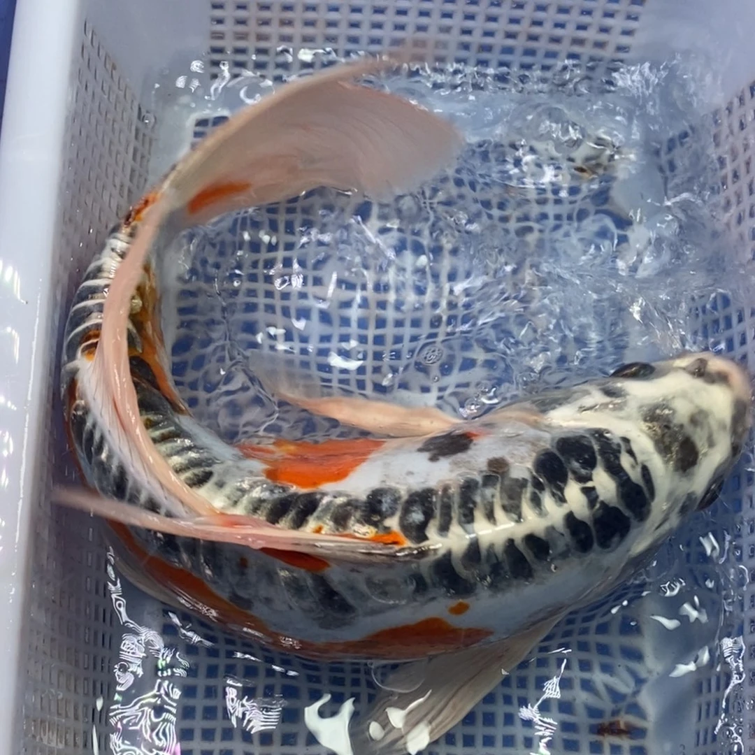 锦鲤冷水锦鲤包邮