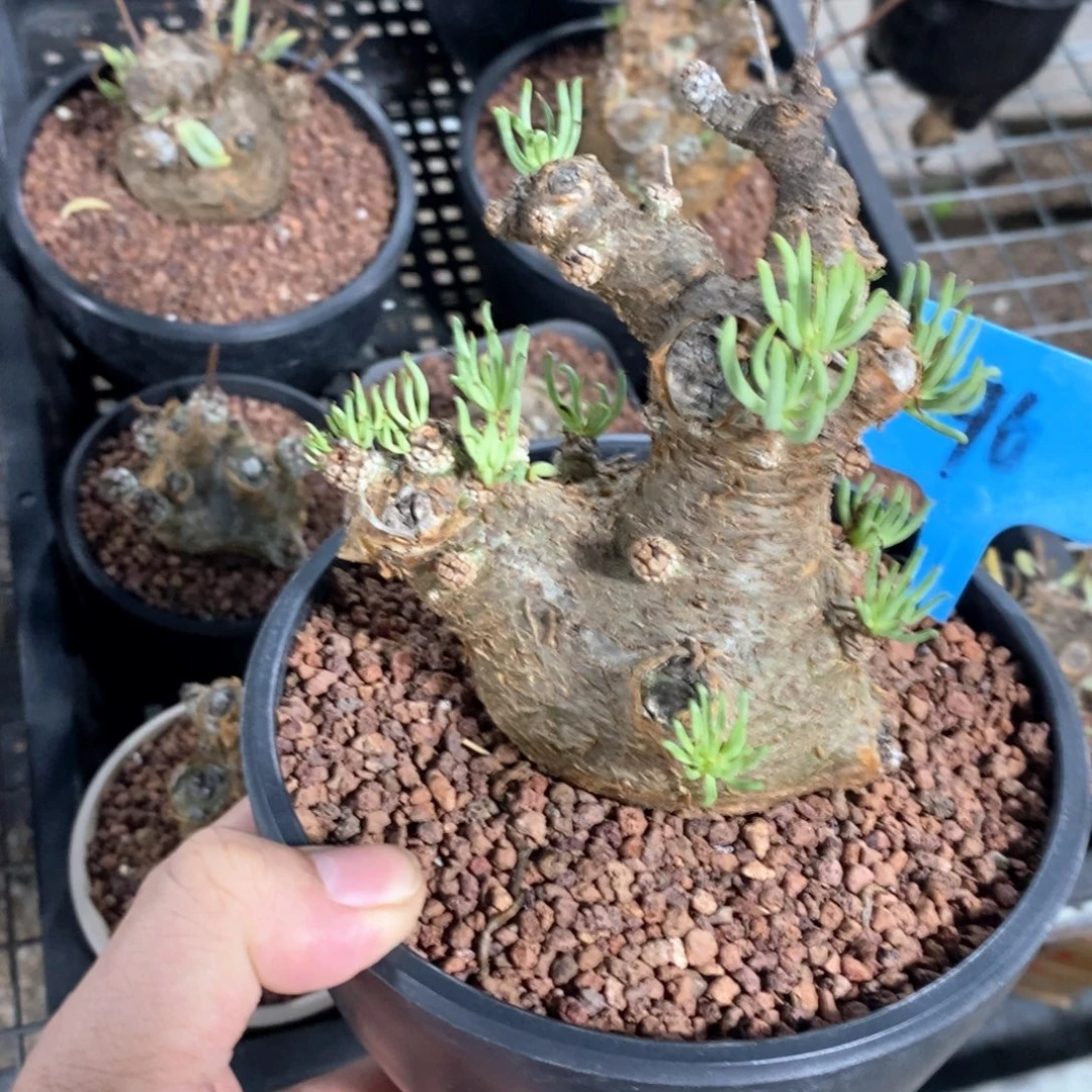 产地白象多肉植物