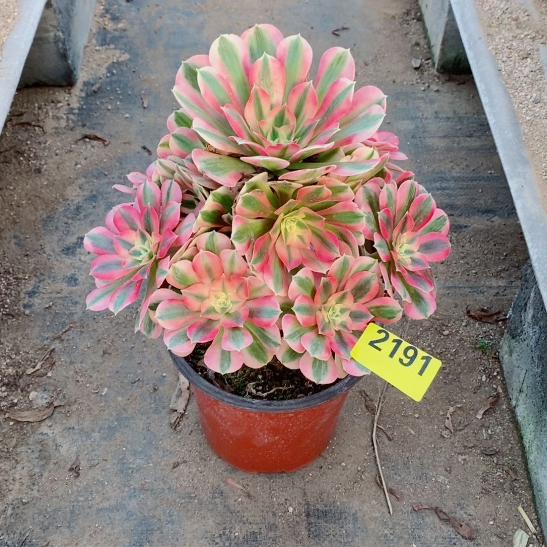 粉女巫多肉法师2191