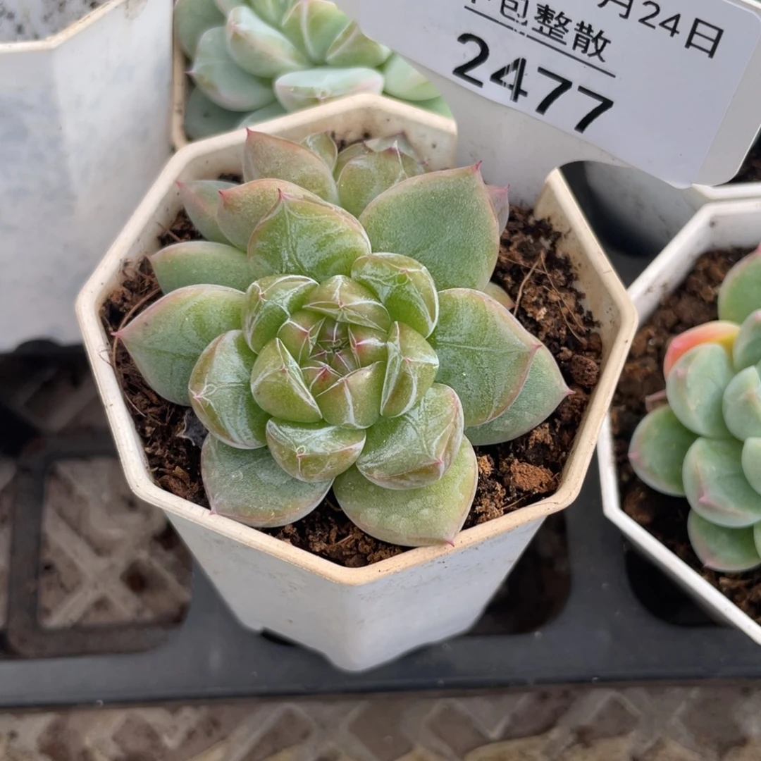 框拍不包整散2477