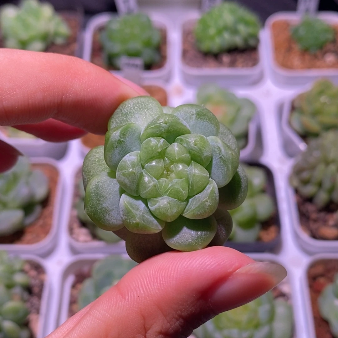 专拍草莓，多肉植物