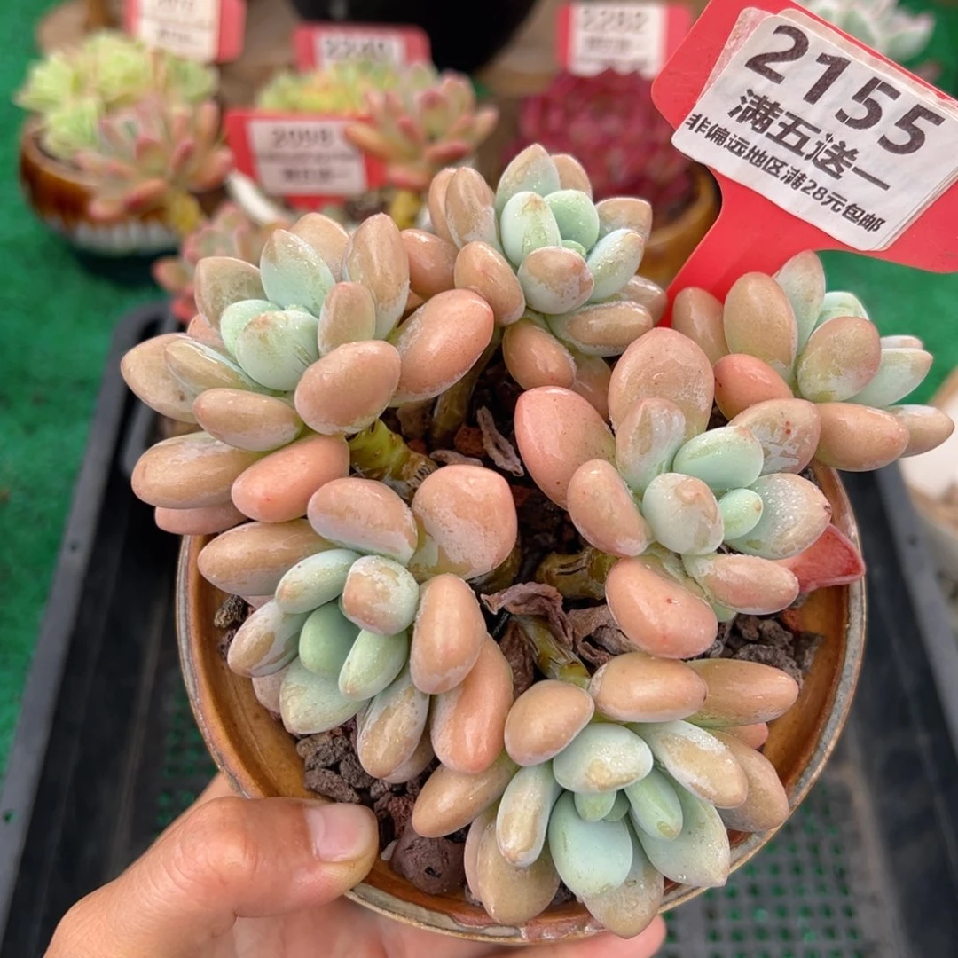 表妹精品多肉2155.