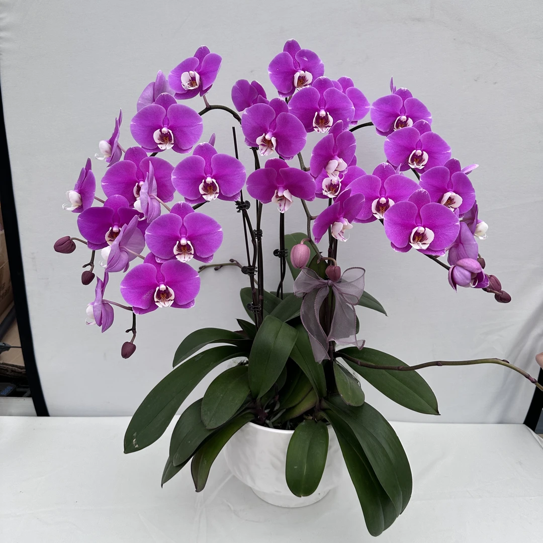 蝴蝶兰【朵拉】中大花型品种粉紫色系 室内花卉绿植乔迁送礼5