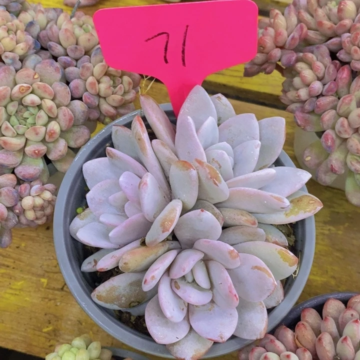 快**炎多肉植物，开心多肉