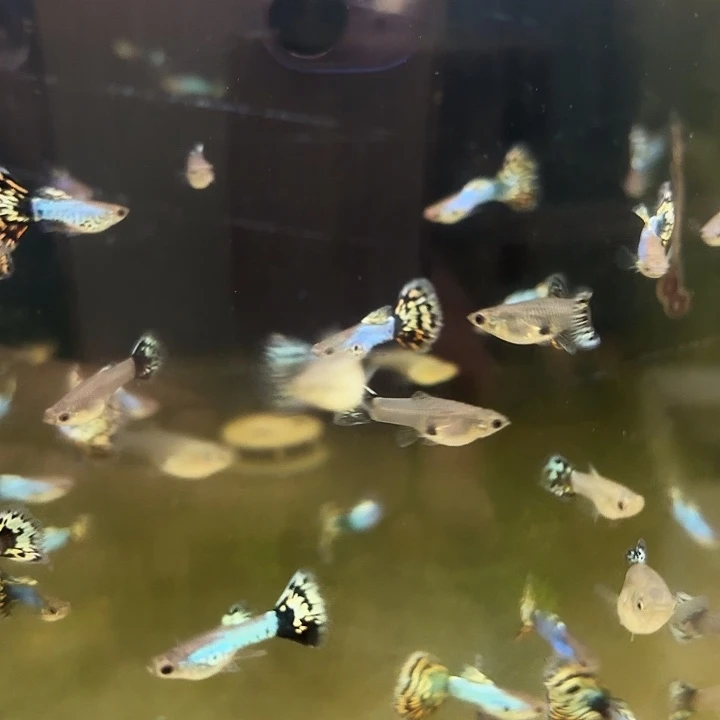 孔雀鱼辛加蓝马赛克4对