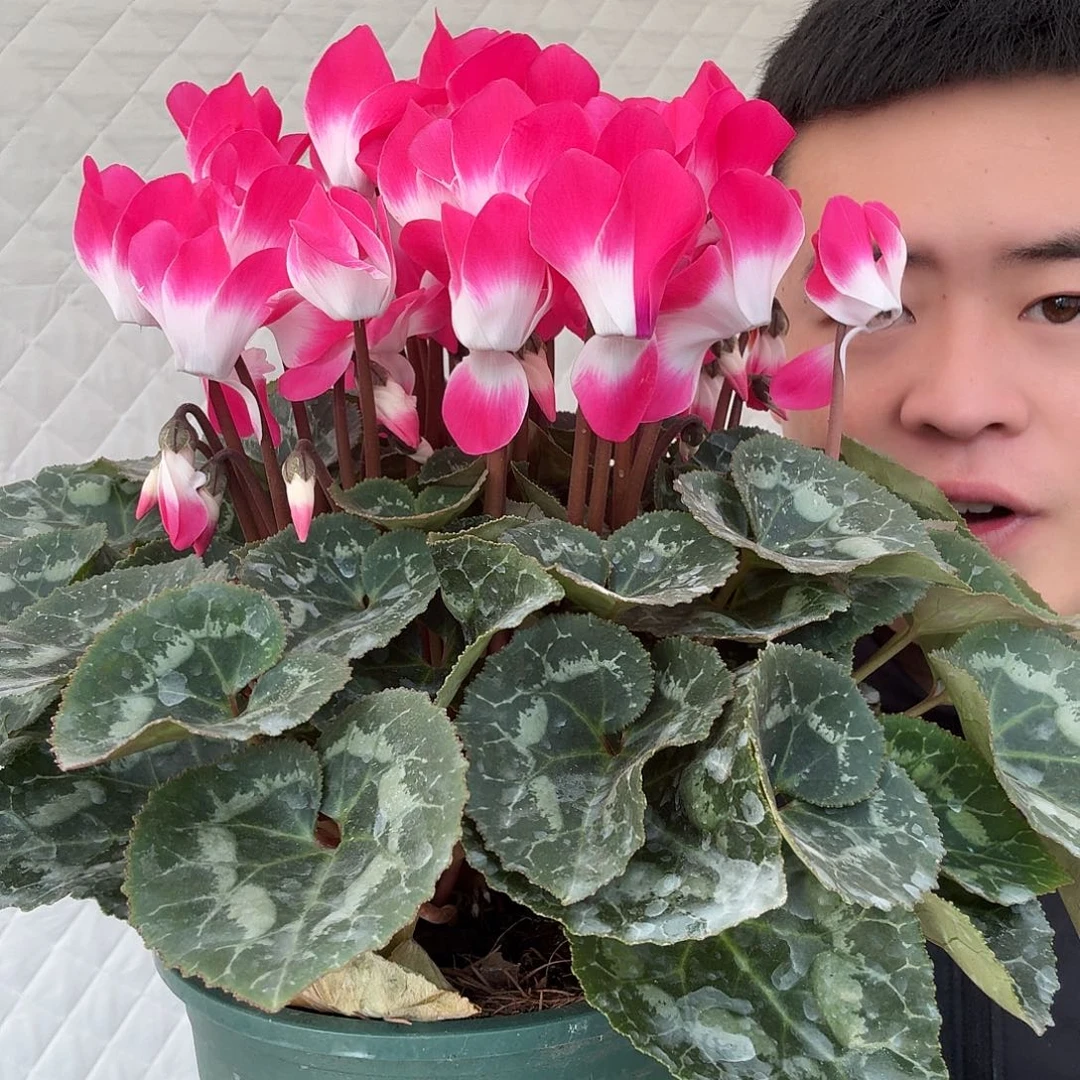 无花朵音迪卡粉哈哈哈