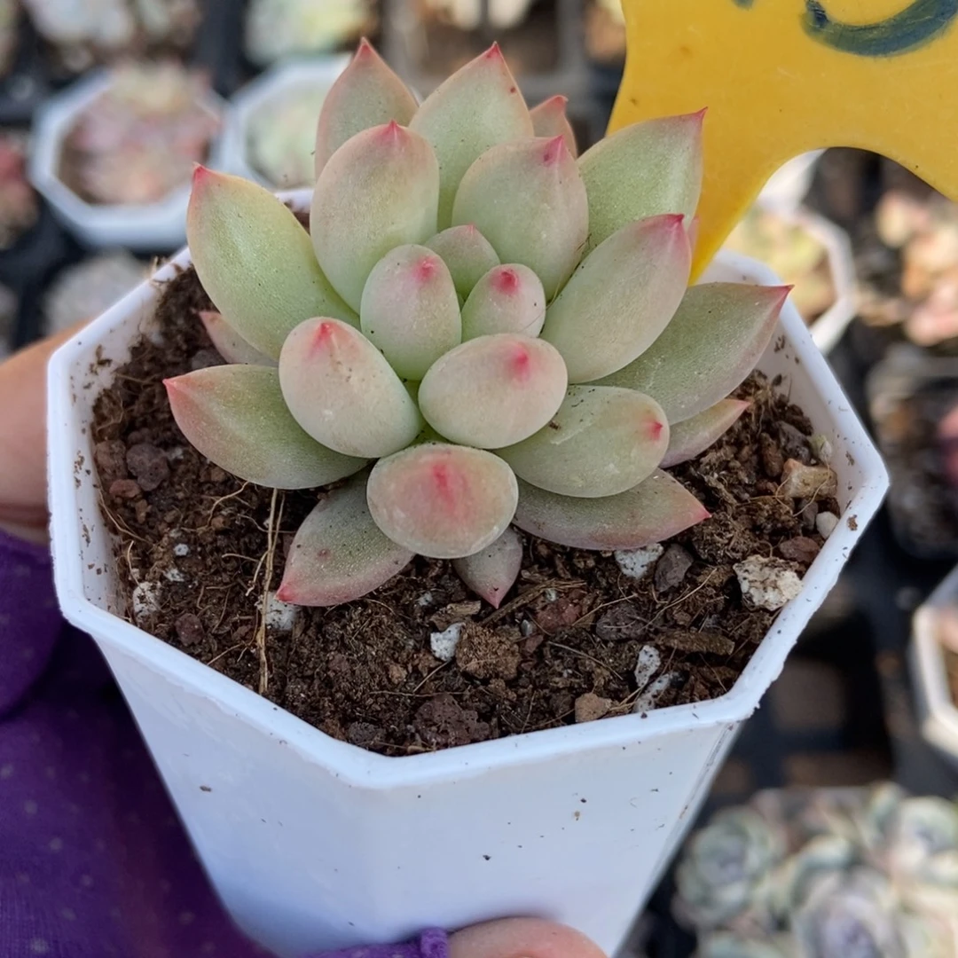 1613二代鱼美人多肉