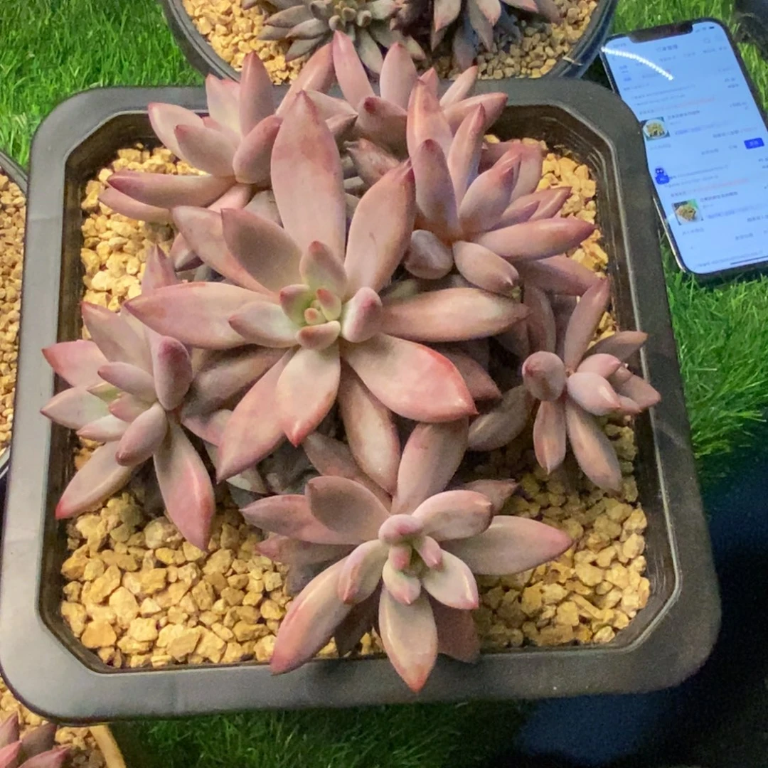 胖体手捧虞美人群