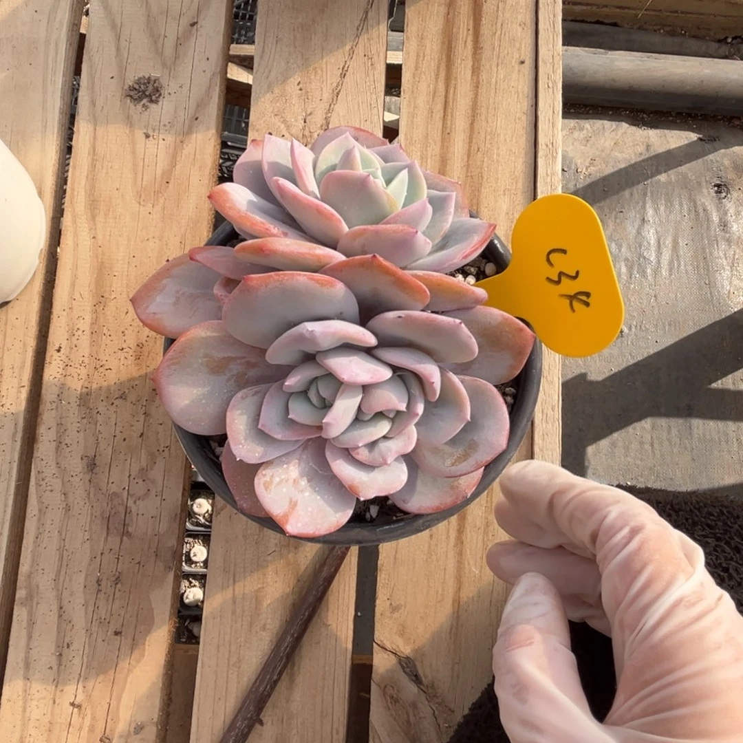 c34奶茶群生无砍的